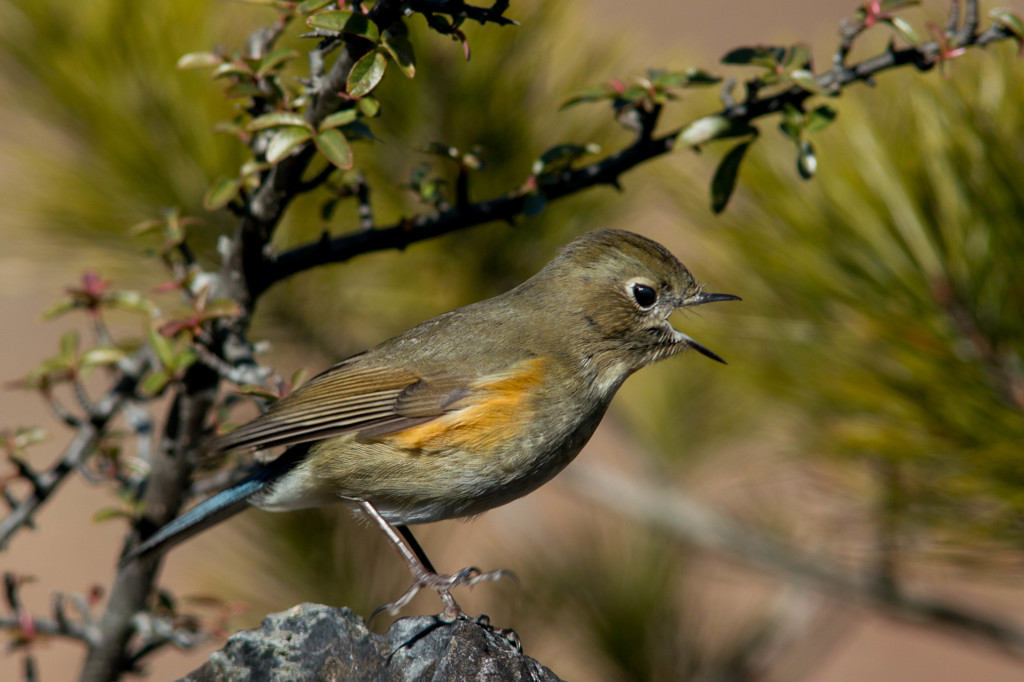 ノートリでルリビタキ♀　その２