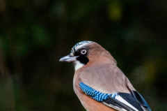 カケスの人相（鳥相）１