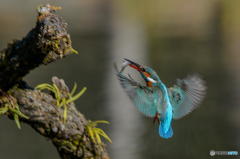 ２月７日のカワセミ　１