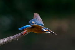 ６月２日のカワセミ　２