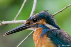 ７月１０日のカワセミ　１