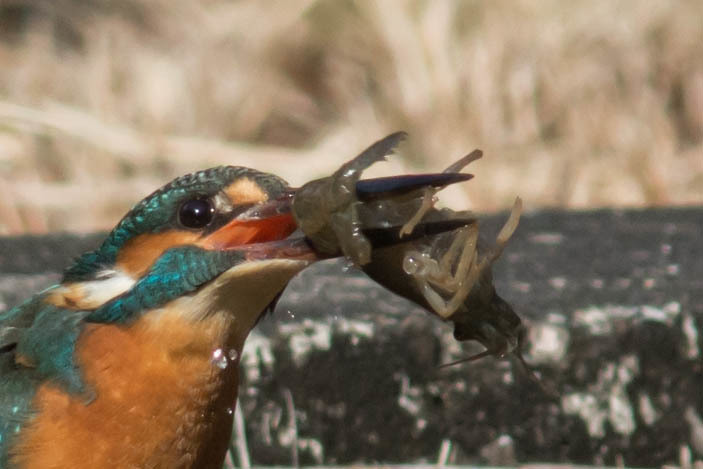 エイリアン捕獲！？