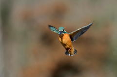 ホバリング番外編１