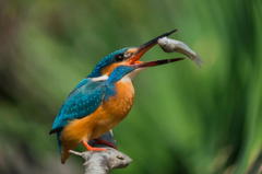 ３月３１日のカワセミ　２