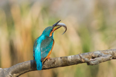 今日のカワセミ　１