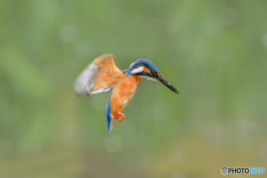 ４月８日のカワセミ　１