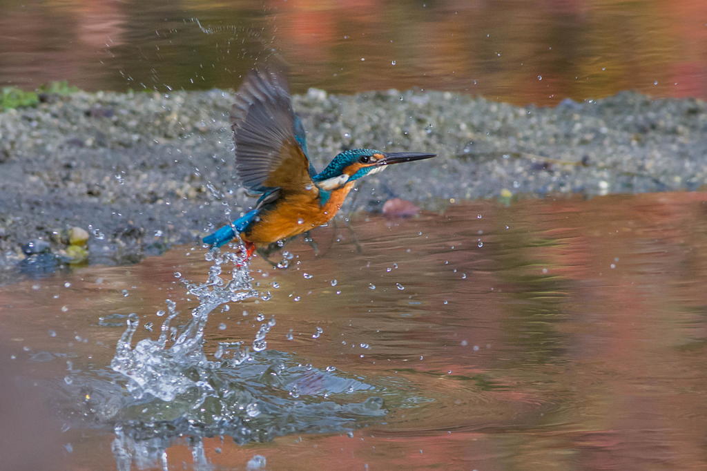 11月、紅葉の頃