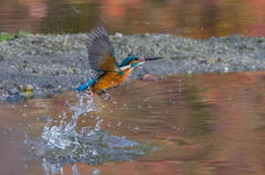 11月、紅葉の頃