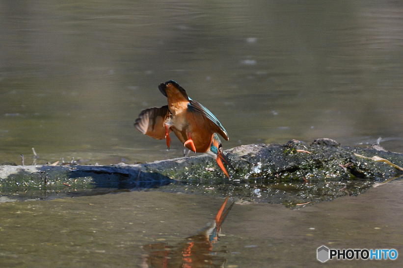２月５日のカワセミ　１
