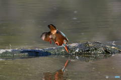 ２月５日のカワセミ　１