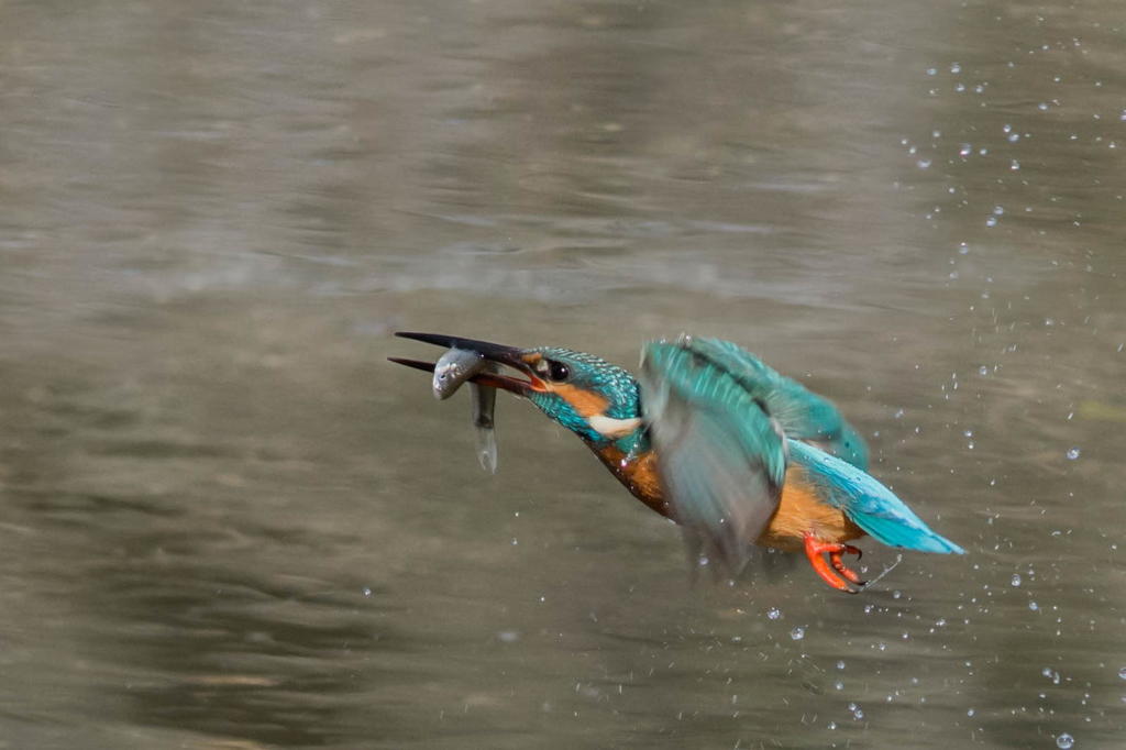 カワセミ飛びモノ