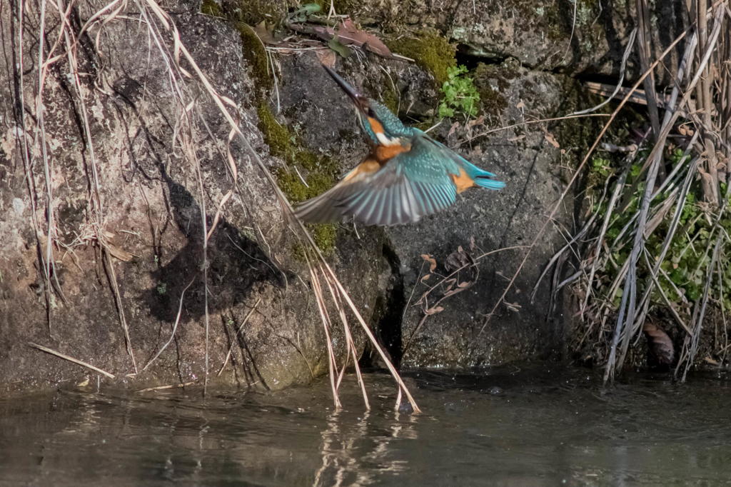 先輩、薄氷張ってますやん！