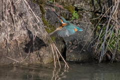 先輩、薄氷張ってますやん！