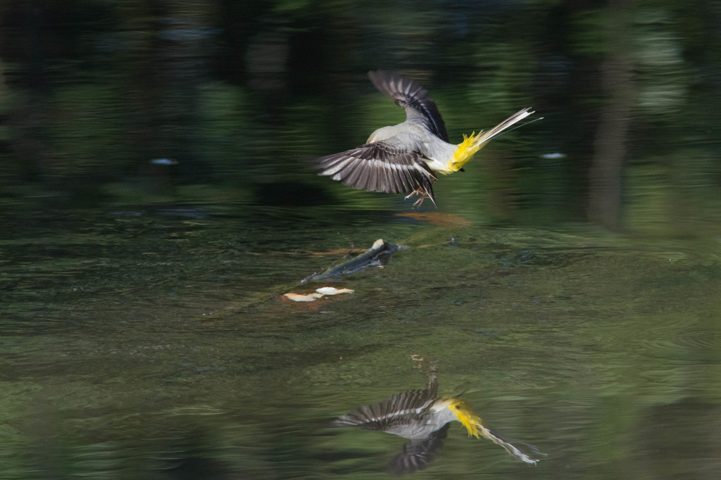 キセキレイのホバリング１