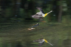 キセキレイのホバリング１