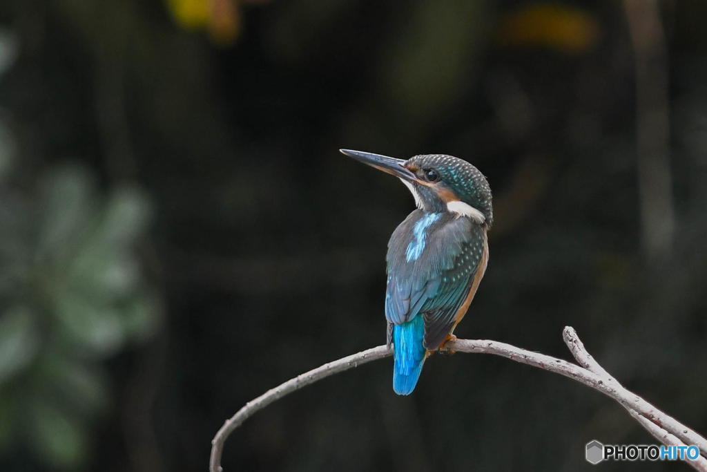 ９月５日のカワセミ　１