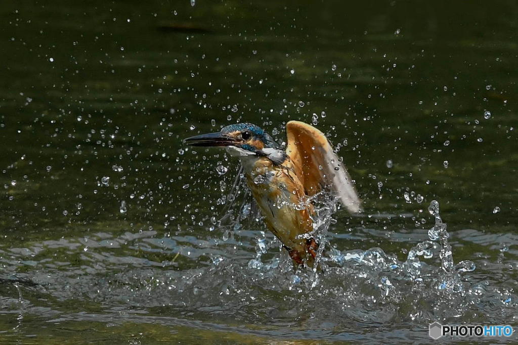 ９月９日のカワセミ　２