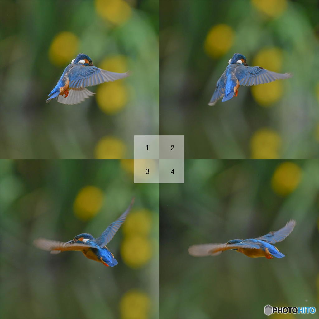 5月20日のカワセミ　１