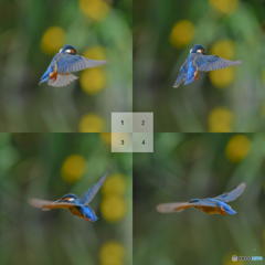 5月20日のカワセミ　１