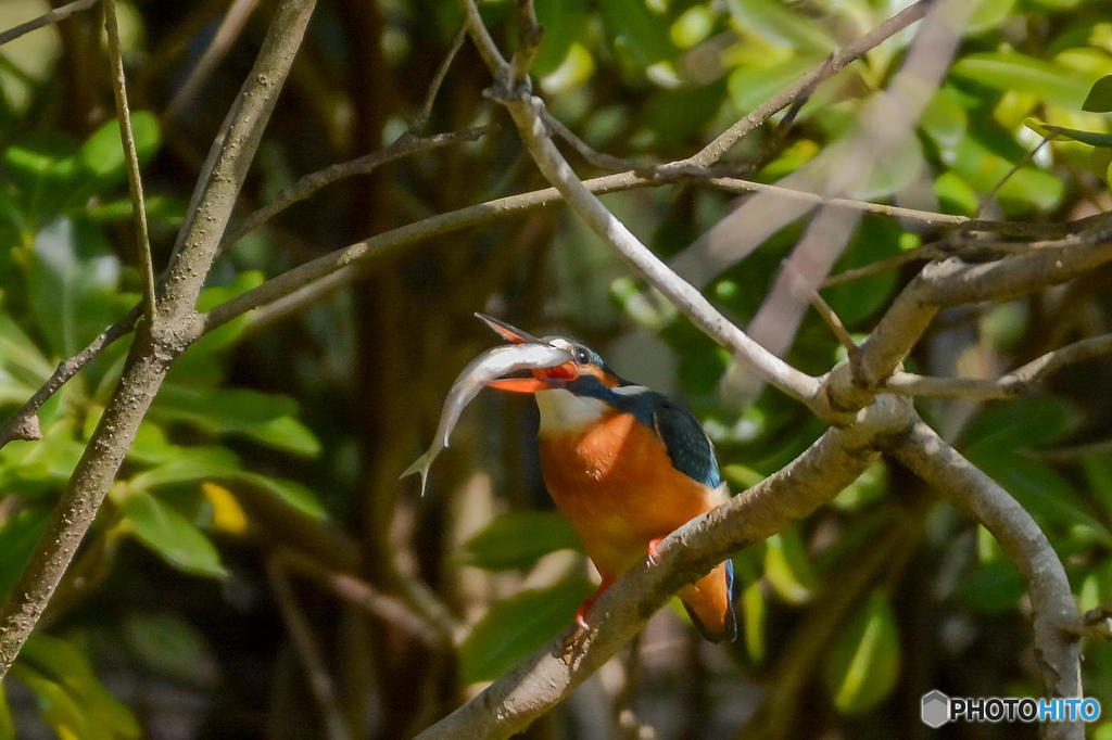 ３月１１日のカワセミ　２