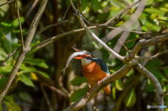 ３月１１日のカワセミ　２