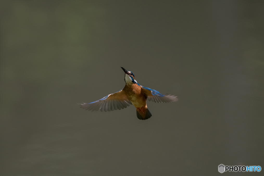 ５月６日は蔵出しのカワセミ　１