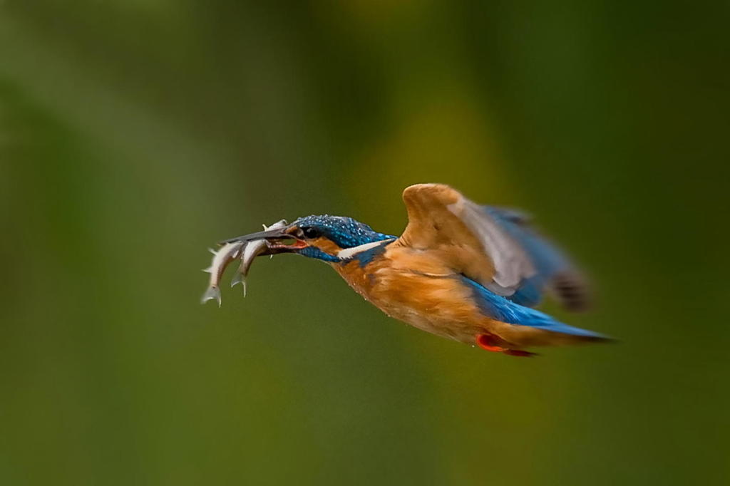 ５月１８日のカワセミ