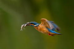 ５月１８日のカワセミ