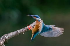 ６月２日のカワセミ　３