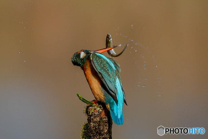 2月21日のカワセミ　１