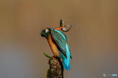 2月21日のカワセミ　１