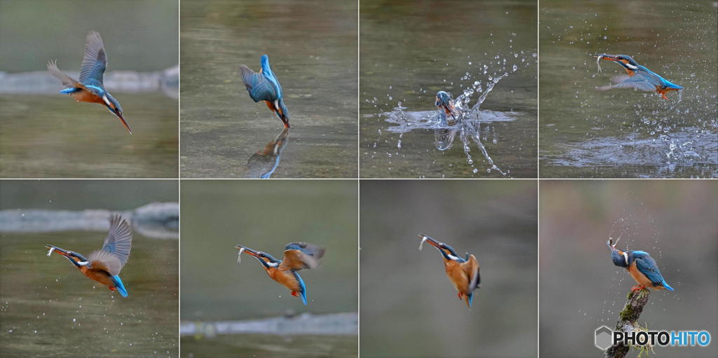 ２月22日のカワセミ