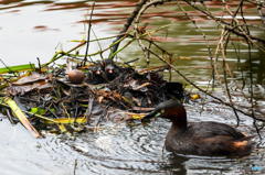 カイツブリのハプニング　２