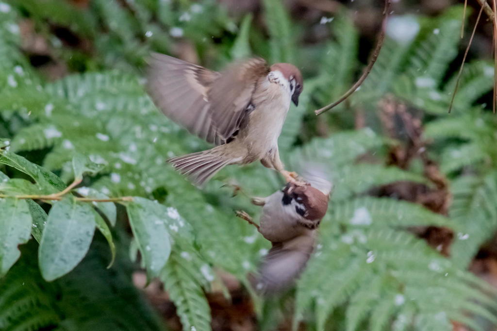 スズメのライダーキッ～ク！
