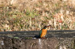 オスのテリトリーにご婦人が訪問　１