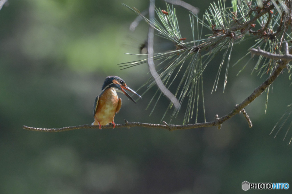 ７月４日のカワセミ　１