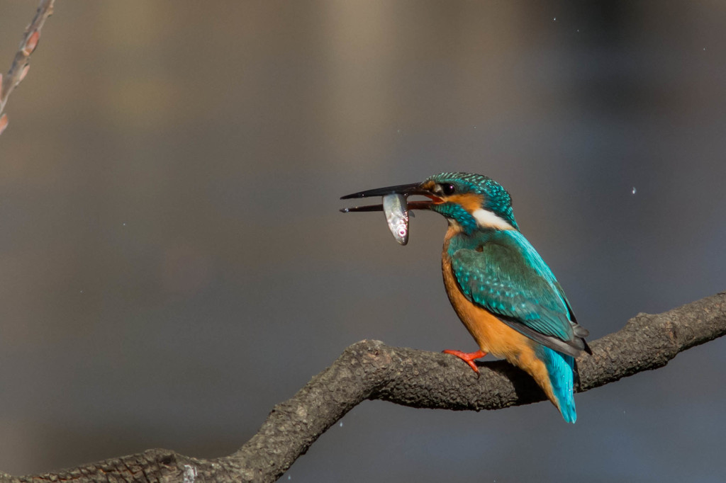 でも結局食べるときには１匹落とすんだなぁ