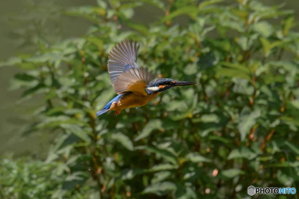 ６月16日は蔵出しのカワセミ　２