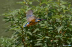 ６月16日は蔵出しのカワセミ　２