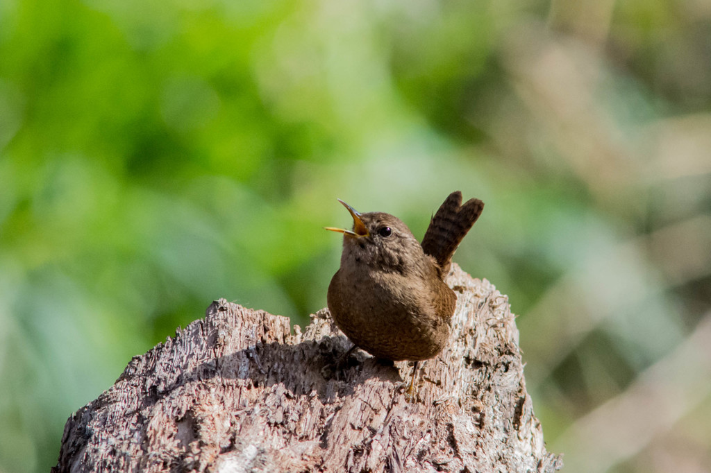 人生初撮り　ミソサザイ２