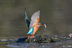 ２月５日のカワセミ　２