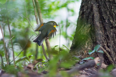 ソウシチョウ　その３