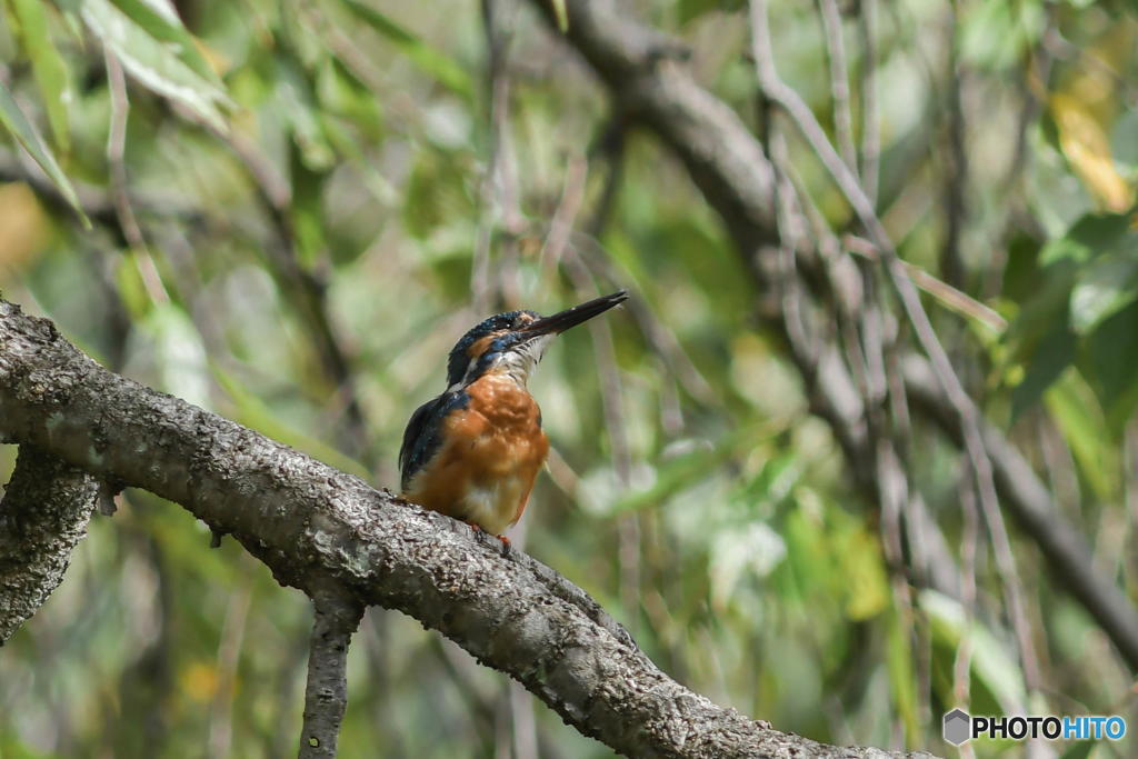 10月４日のカワセミ　１