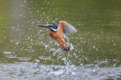 ４月１２日のカワセミ　２