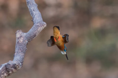 離陸直後のカワセミ