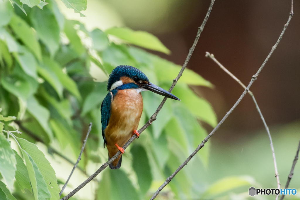 ５月１日のカワセミ　２