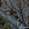 １月25日のミサゴ　２