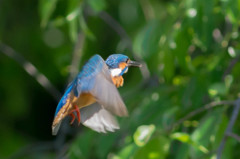 ５月８日のカワセミ　２