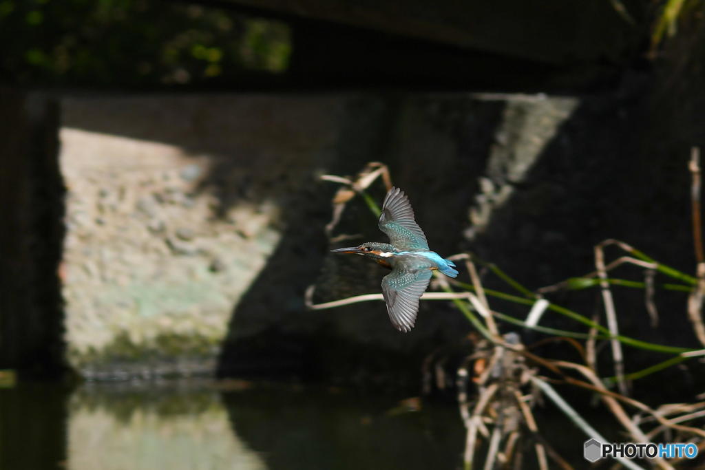 ９月９日のカワセミ　１