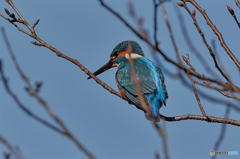 3月2日のカワセミ　１